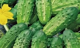 огурец Мечта дачника