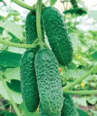 огурцы сорта Хрустящий