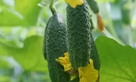 огурец Аромат лета