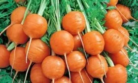 морковь Полярная клюква