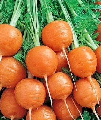 морковь Полярная клюква