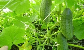 огурец Ласточка