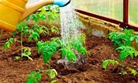 капуста Колобок