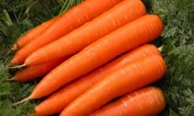 морковь Виктория
