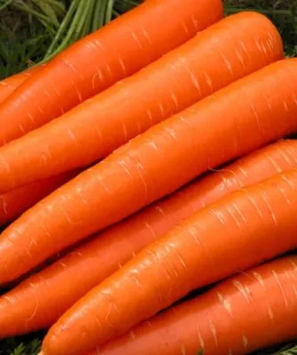 морковь Виктория