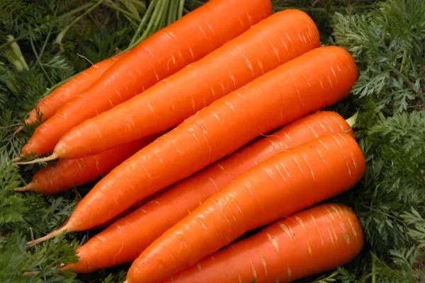 морковь Виктория