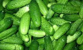 сорт огурцов Кум да кума