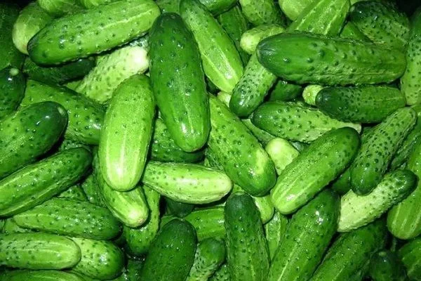 сорт огурцов Кум да кума