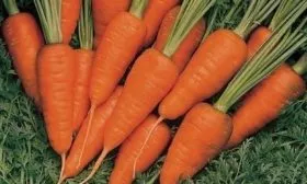 морковь Шанс