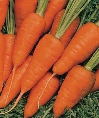 морковь Шанс