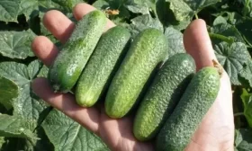 огурец Герасим