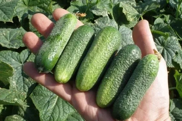 огурец Герасим