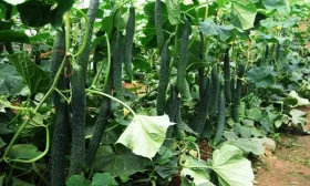 огурцы Зеленый змей