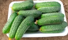 огурец Северин