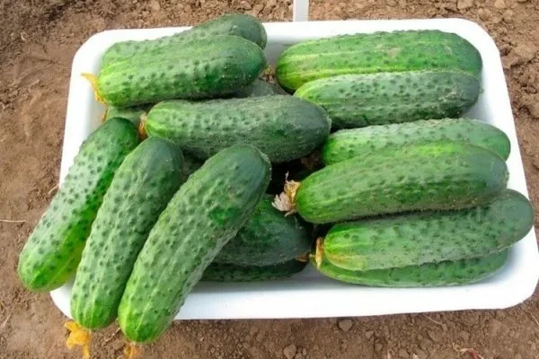 огурец Северин