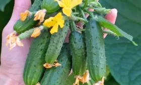 огурец Козырная карта