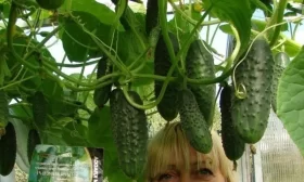 огурец Все путем