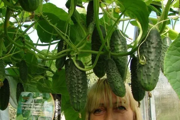 огурец Все путем