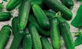 огурец Гармония