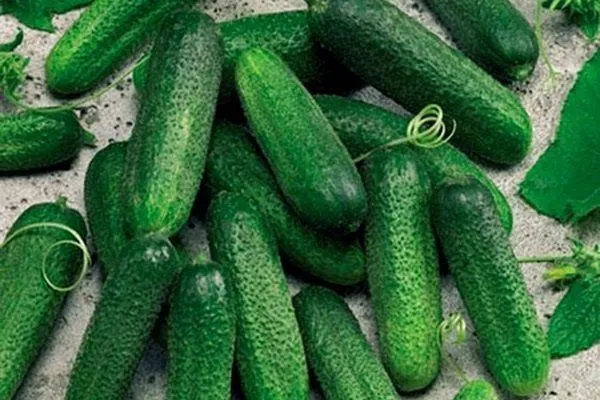 лук Черный принц