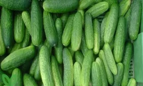 огурец Атлантис