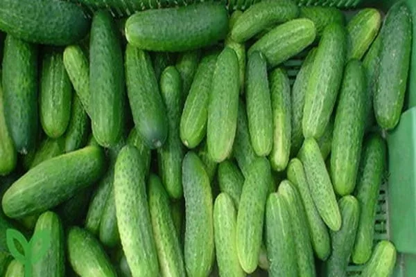 огурец Атлантис