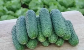 огурец Чайковский