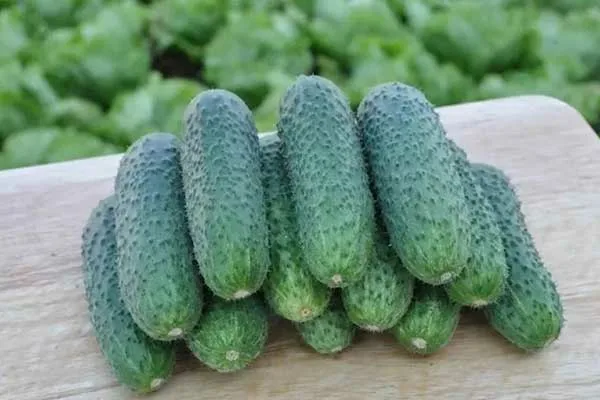 огурец Чайковский