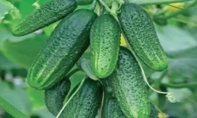 огурец Бабушкин внучок