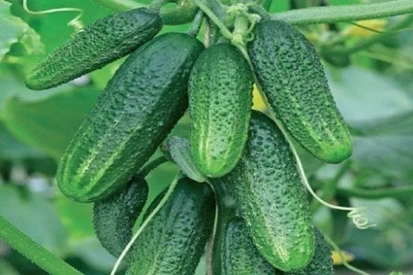 огурец Бабушкин внучок