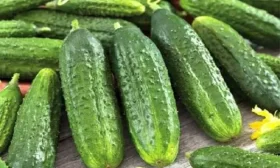 огурец Монастырский