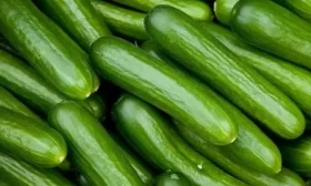 огурец Обжорка