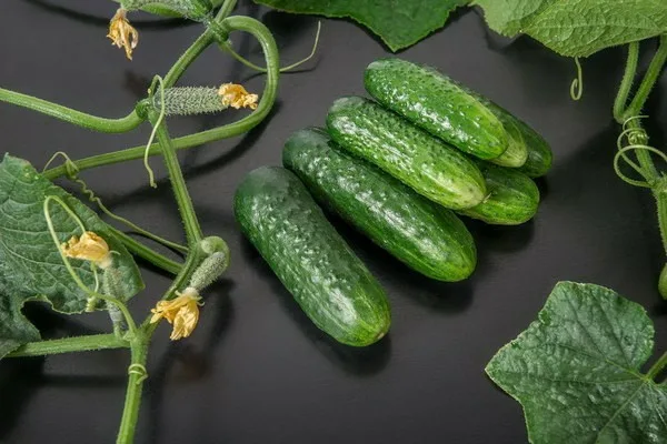 огурцы сорта Царский