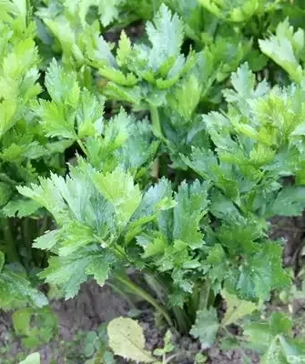 свекла Ред Марио