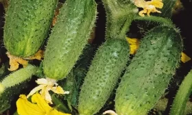 огурец Драгун