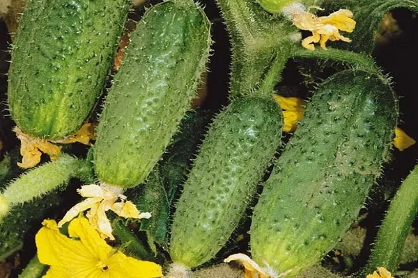 огурец Драгун