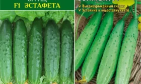 огурцы Эстафета