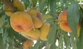 персик Бельмондо