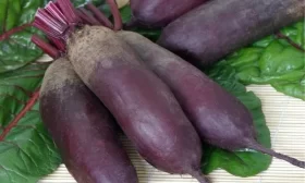 свекла Славянка