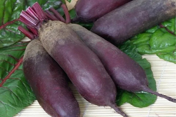 свекла Славянка