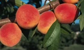 персик Коллинз