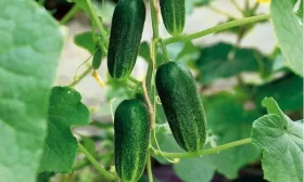 огурцы Отелло