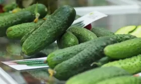 огурцы сорта Темп