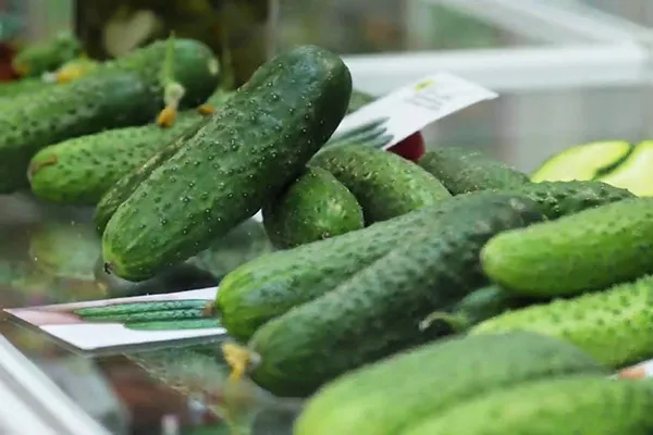 огурцы сорта Темп