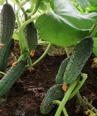 огурцы Престиж