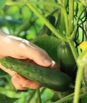 сбор огурцов Хрустик