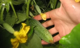 тля на огурцах