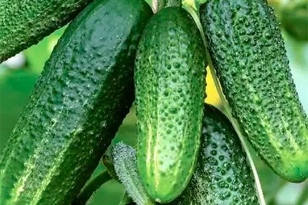 Описание сорта