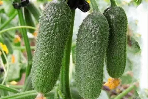 Характерные черты внешнего вида растения и плодов