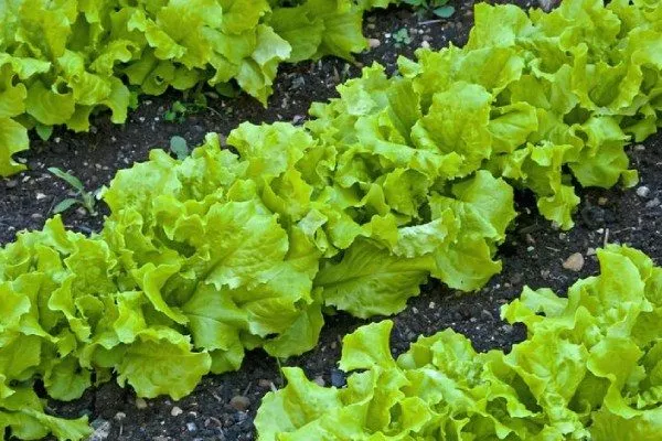 салат Хрустик на грядке